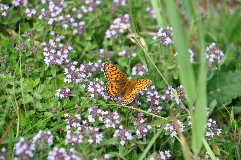 Brenthis ino - Nymphalidae?  S, femmina !